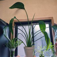 ストレリチア,祈る震災復興,花のある暮らし,緑のある暮らし,岐阜県の画像