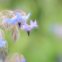 ボリジ,ルリジサ,日比谷花壇大船フラワーセンター,カメラ好き☆,多重露光の画像