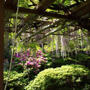フジ,庭園,お出かけ先の画像
