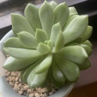 ピンクルビー,多肉植物,窓辺の画像