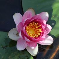 カキツバタ,カキツバタ,白鳥,黄菖蒲,黄菖蒲の画像