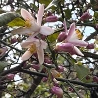 ベルガモット,代々木公園の画像