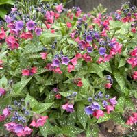 プルモナリア,赤い花,花壇,宿根草♪,庭の画像