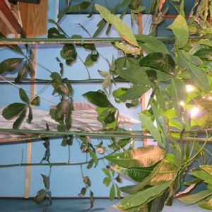 パキラ,パキラ ミルキーウェイ,パキラ・グラブラ,パキラ・アクアティカ,観葉植物の画像