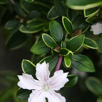 沈丁花,花のある暮らし,小さな庭の画像