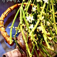 リプサリス,リプサリス ピロカルパ,リプサリス エワルディアナ,多肉植物,ベランダ多肉の画像