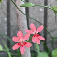 ヒメヒオウギ,ヤマモモ,矢車菊,花壇,庭の画像