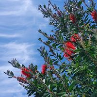 フェンネル,薔薇,ブラシの木,空と木,ミッチの会の画像