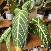 サトイモ科,カラジウム,カラジウム,カラジューム,観葉植物の画像