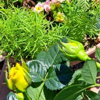 コキア,黄色い薔薇の蕾,寄せ植え,ベランダパトロール,花友さんに感謝の画像