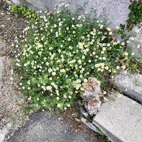 ヒナゲシ,エリゲロンデージー,ツルニチニチソウ♡,小さな自然,野草とシジミチョウの画像