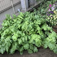 カブ,おでん大根 ,大根の葉っぱ,天王寺カブ,ポタジェの画像