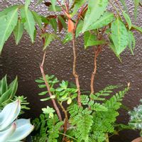 トキワシノブ,観葉植物,毎月4日はシダの日,ベランダの画像