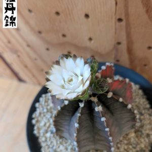 サボテン,緋牡丹錦,サボテン科,サボテンの花,バルコニストの画像