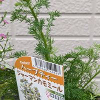 ジャーマンカモミール,ハーブティー,庭の画像