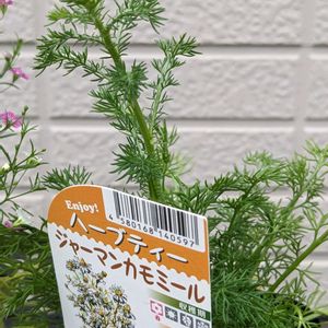 ジャーマンカモミール,ハーブティー,庭の画像