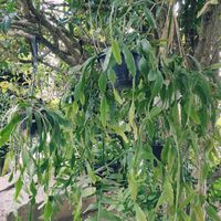 サボテン,リプサリス,観葉植物,みどりのある暮らし,みどりに癒されるの画像