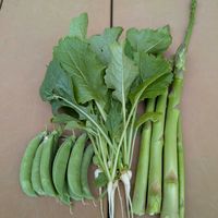 カブ,アスパラガス,スナップエンドウ,緑のある暮らし,うらにわの画像