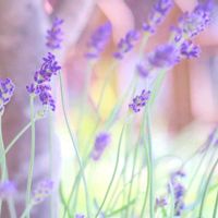 ラベンダー,ラベンダー,イングリッシュラベンダー,いい香り,庭の花の画像