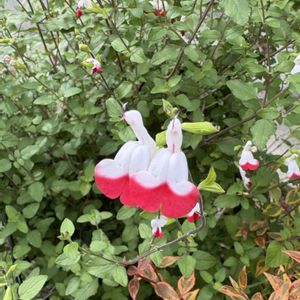 no green no life,紅葉多肉,お花のある暮らし,京都タニラー,庭の画像
