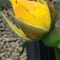 ズッキーニの画像