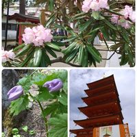 シャクナゲ,シャクナゲ,シラネアオイ,シラネアオイ,草津温泉の画像