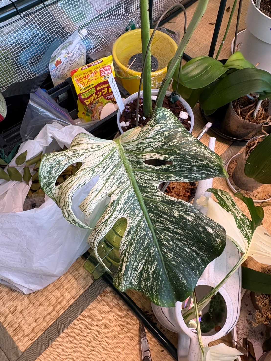 デビルモンスターに出会った👾｜🍀GreenSnap（グリーンスナップ）
