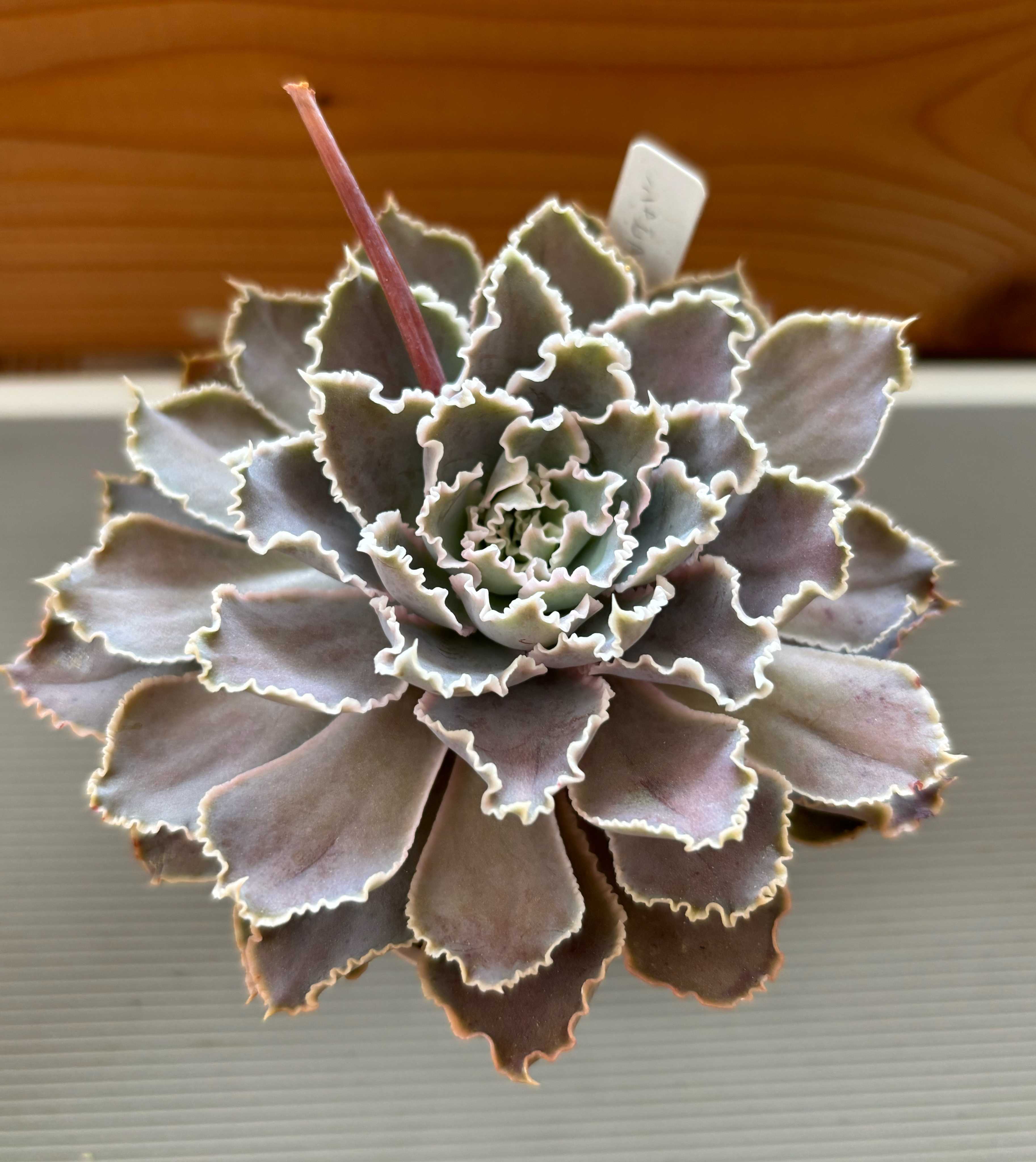 エケベリア・シャビアナの育て方｜きれいな花を咲かせるコツは