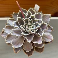 エケベリア,シャビアナ,多肉植物,鉢植え,エケベリア属の画像
