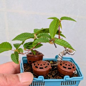 クマシデ,盆栽,ミニ盆栽,盆栽苗木,まめ盆栽の画像