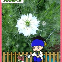ニゲラ,ステキ☆,癒し…♡,PR,カダンの画像