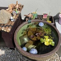 スイレン,ホテイアオイ,ウォーターバコパ,睡蓮,観察の画像