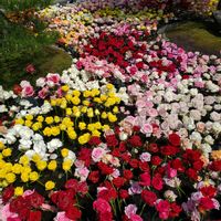 トキワシノブ,由志園,GSの繋がりに感謝♡,バラと夢CLUB,シダ愛好会の画像