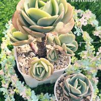 ピーチプリデ,ピーチプリデ(ベンケイソウ科/エケベリア属),多肉植物,エケベリア属,多肉大好きの画像