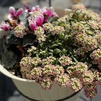 ガーデンシクラメン,花のある暮らし,お花に癒されて,庭の画像
