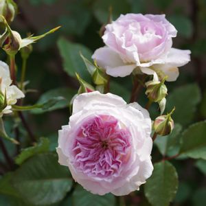 バラ,薔薇,バラ キルケ,ベランダガーデン,ベランダガーデニングの画像