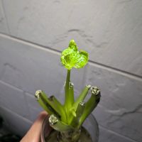 ワサビ,観葉植物,Eutrema japonicum,ユートレマの画像