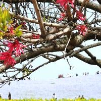 ネモフィラ,ハナモモ,フデリンドウ,山野草,癒しの画像
