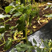 夏野菜の画像