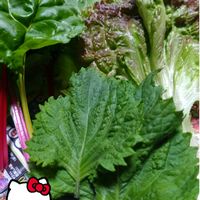 青紫蘇,サニーレタス,プランター栽培,グリーンリーフ,庭からの恵みの画像