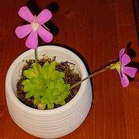 ムシトリスミレ,モンスターパニック,食虫植物,Pinguiculaの画像