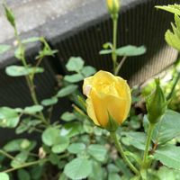 バラ,ヒペリカム,ヤマブキ,ペチュニア ビューティカル サンセットオレンジ,花のある暮らしの画像