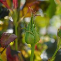 バラ,バラ,バラ,ギンバイカ,薔薇の画像
