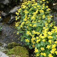 リュウキンカ,平和を願う,幸せの黄色いお花,医療関係者に感謝,月曜日にビタミンカラーの画像
