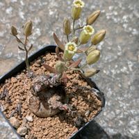 サボテン,アルブカ,アルブカ スピラリス フリズルシズル,マミラリア ブカレンシス,ストロンボカクタス　菊水の画像