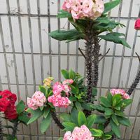 ハナキリン,花キリンの画像
