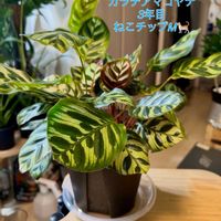 カラテア,カラテア マコヤナ,ワイルド,森林浴,熱帯植物の画像