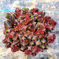 茜の塔,多肉植物,クラッスラ,deco +farm茜の塔の画像