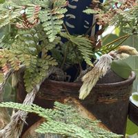 ビオラ,トキワシノブ,ビオラ・ももか,ブラックビオラ,サボテンの花の画像