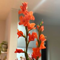 グラジオラスの画像